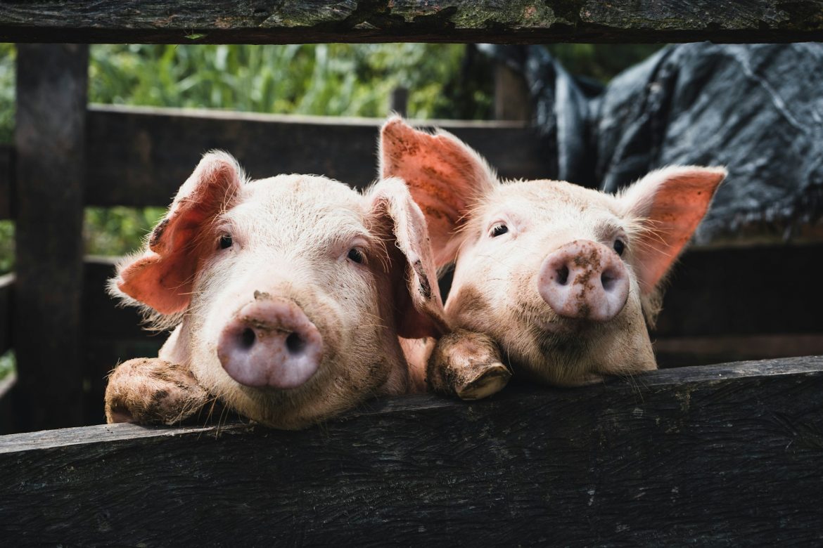 Investigación de China pone a prueba la resiliencia de los productores de cerdo en España